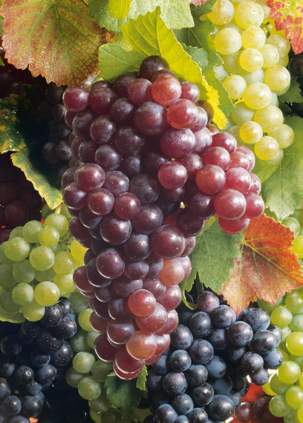 Weinreben