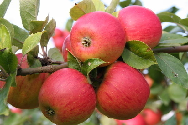 Bild vergr&ouml;&szlig;ern: Roter Apfel