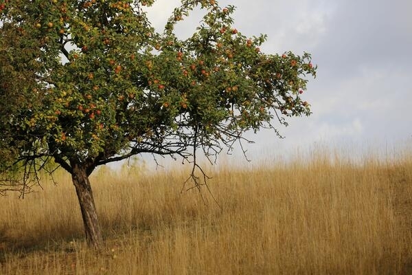 Bild vergr&ouml;&szlig;ern: Streuobstwiese mit Apfelbaum