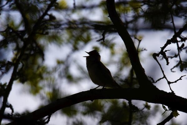 Bild vergr&ouml;&szlig;ern: Singvogel - Amsel