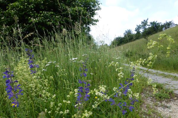 Bild vergr&ouml;&szlig;ern: Wandern durch den blühenden Jura