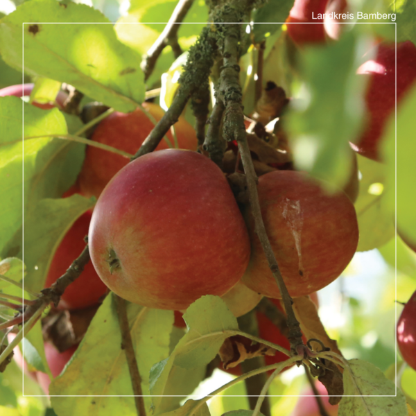 Frisch und gesund aus der Region:  Der Apfelmarkt in Burgebrach