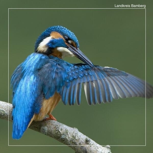 Bild vergr&ouml;&szlig;ern: Eisvogel