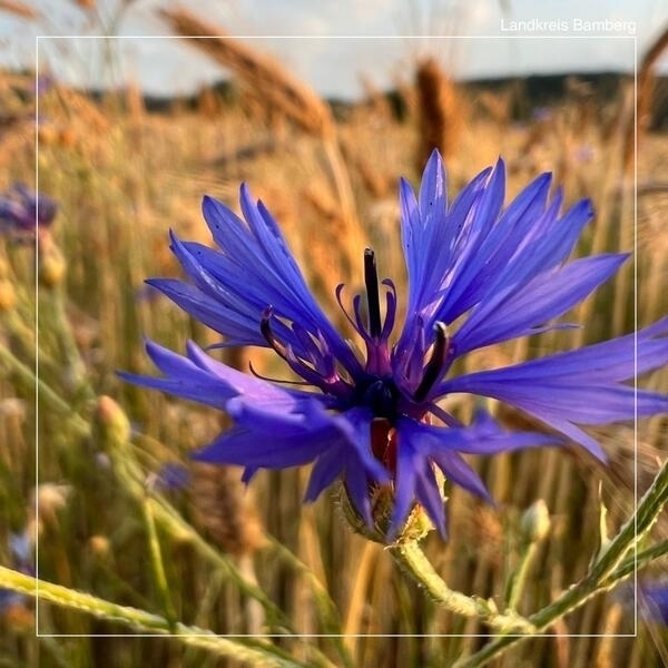 Bild vergr&ouml;&szlig;ern: ÖMR: Veranstaltung Biodiversität