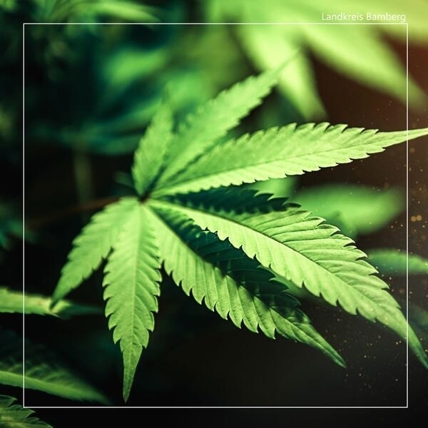 Bild vergr&ouml;&szlig;ern: Cannabiskonsum - Elternabend