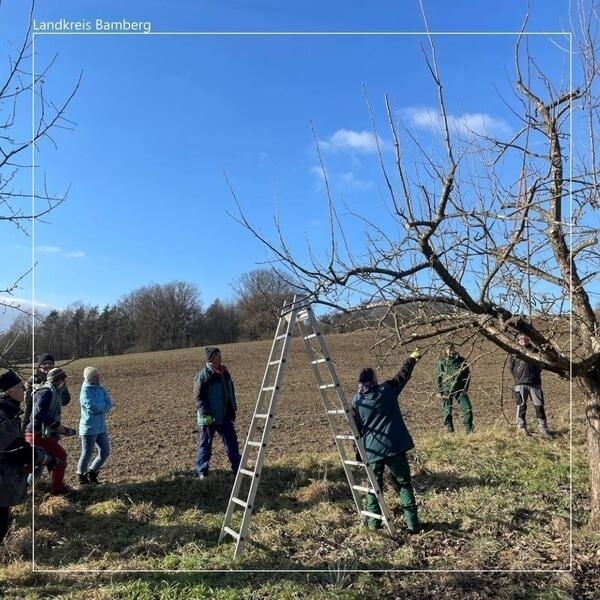 Bild vergr&ouml;&szlig;ern: Gartenpflegerkurs 1: »Pflege alter Obstbäume«