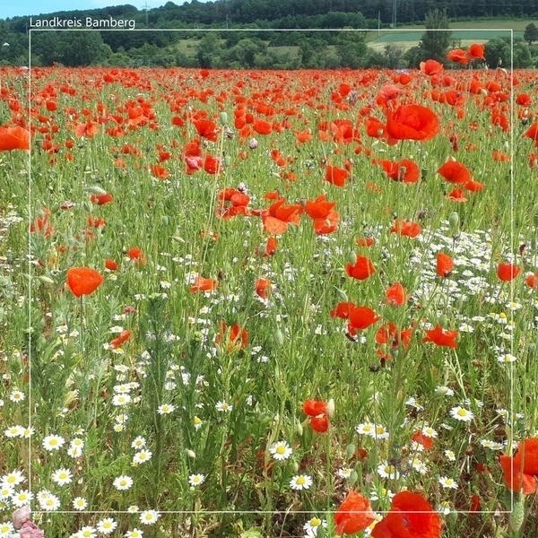 Bild vergr&ouml;&szlig;ern: Mohnblumen
