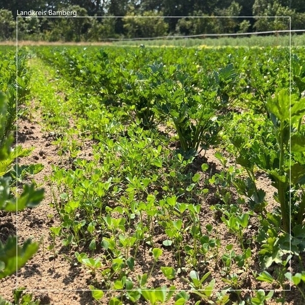 Bild vergr&ouml;&szlig;ern: Fachexkursionen Bio-Gemüsebau