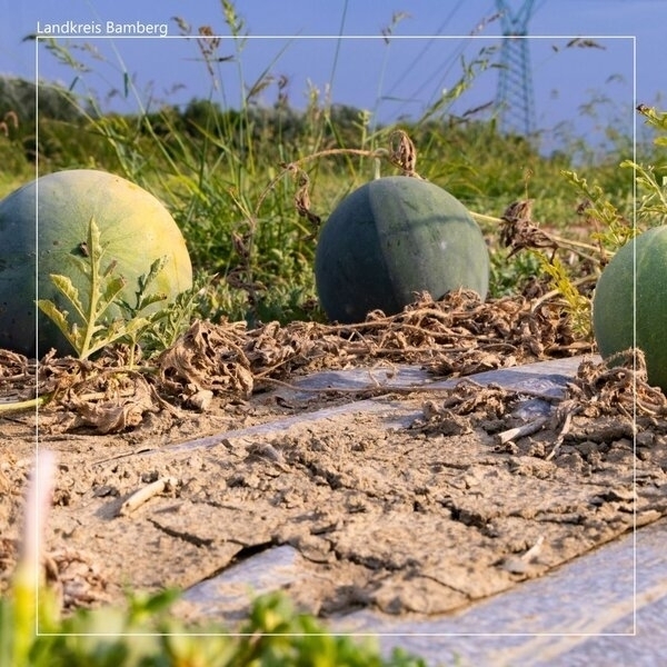 Bild vergr&ouml;&szlig;ern: Bio-Melonenmomente