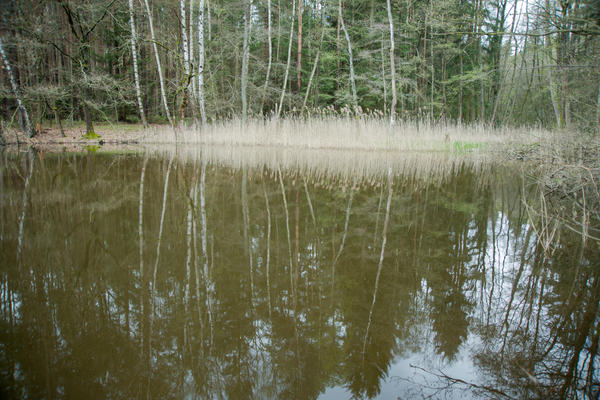 Bild vergr&ouml;&szlig;ern: Mönchsweiher bei Oberhaid
