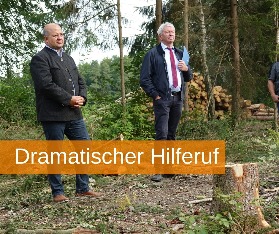 Bild vergr&ouml;&szlig;ern: Wald Borkenkäfer