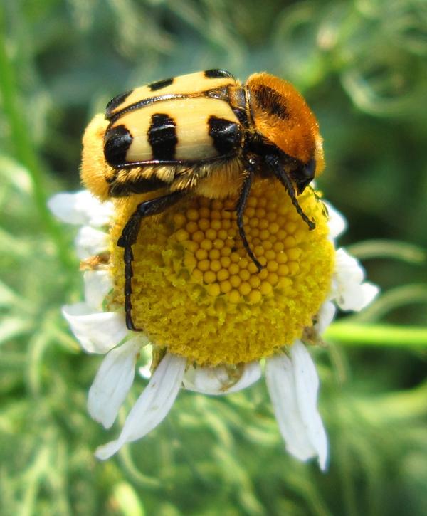 Bild vergr&ouml;&szlig;ern: Insektenausstellung