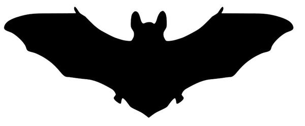 Bild vergr&ouml;&szlig;ern: Bechsteinfledermaus