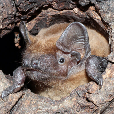 Bild vergr&ouml;&szlig;ern: Fledermaus_Wanderweg