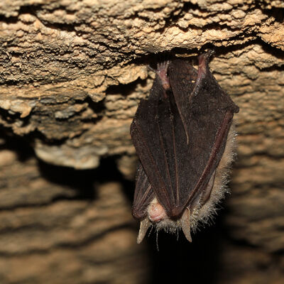 Bild vergr&ouml;&szlig;ern: Fledermaus_Wanderweg