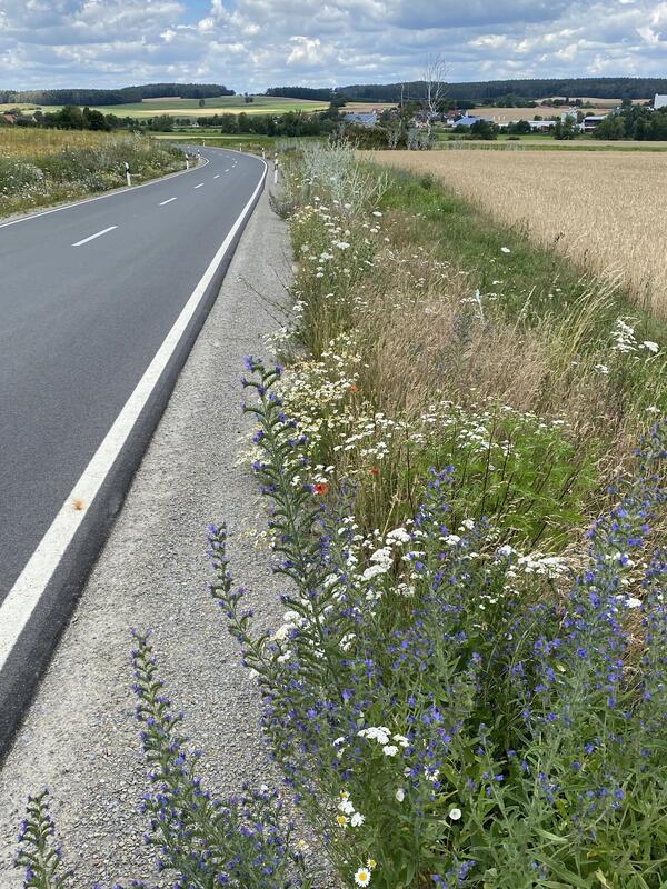 Bild vergr&ouml;&szlig;ern: Wildblumen für Kreisstraßen