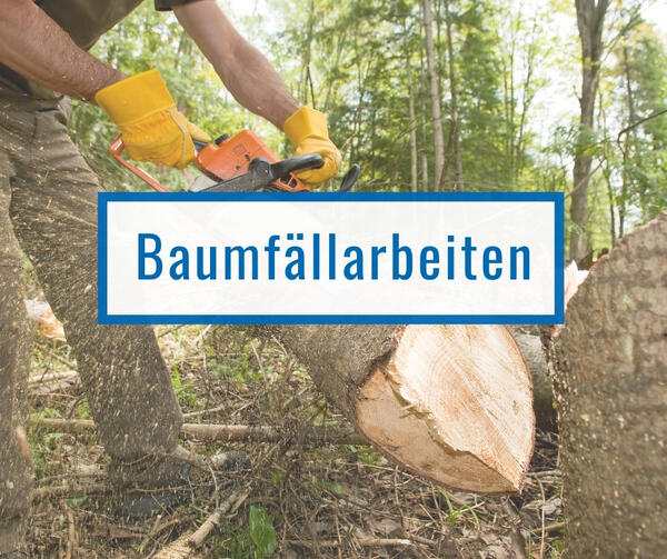 Bild vergr&ouml;&szlig;ern: Baumfällarbeiten