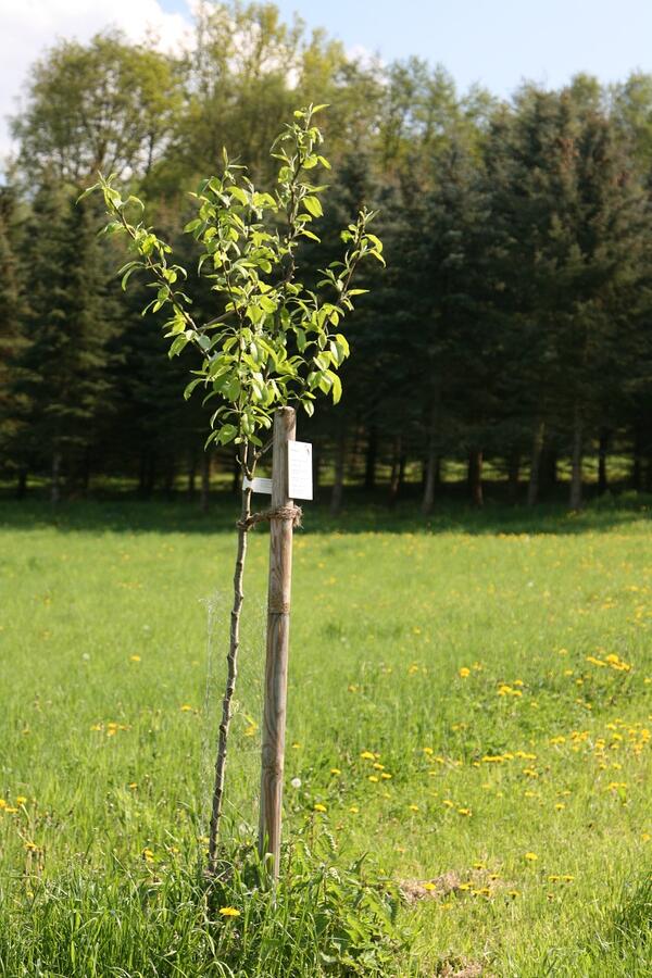 Bild vergr&ouml;&szlig;ern: Junger Obstbaum