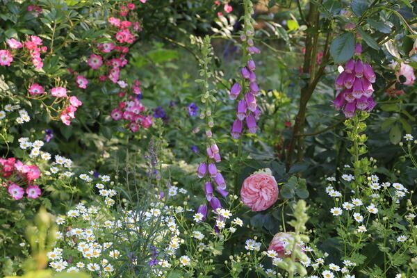 Bild vergr&ouml;&szlig;ern: Blumen Garten
