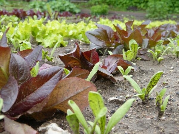 Salatpflanzen