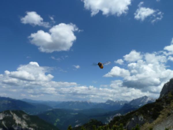 Eine Wespe im Anflug