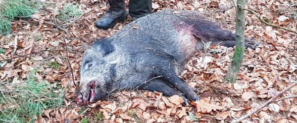 Bild vergr&ouml;&szlig;ern: Wildschwein