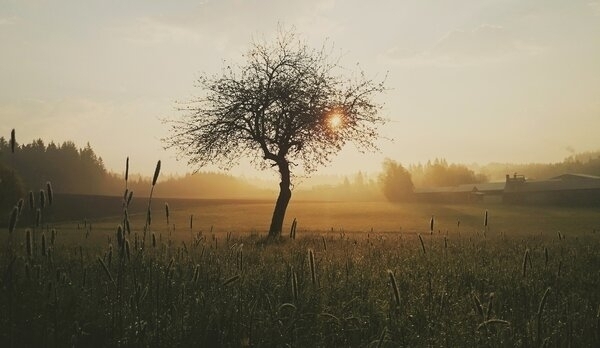 Bild vergr&ouml;&szlig;ern: tree-1409101_1920
