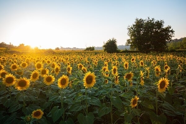 Bild vergr&ouml;&szlig;ern: sunflowers-6007847_1920(1)