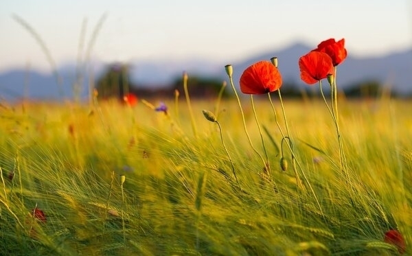 Bild vergr&ouml;&szlig;ern: poppies-6480490_1920