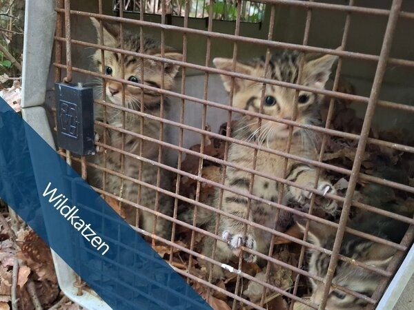 Wildkatzen 