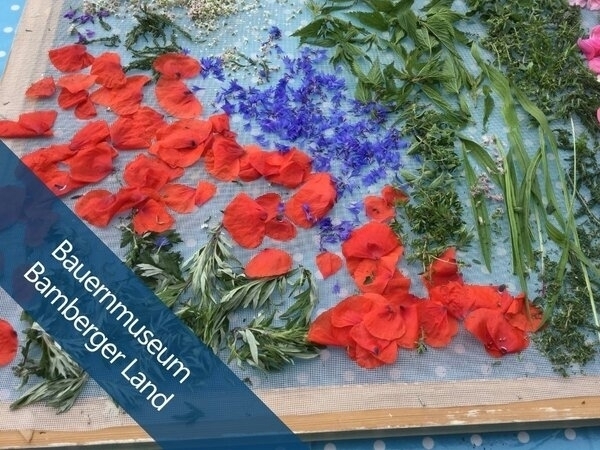 Bild vergr&ouml;&szlig;ern: Kräuterwissen für den Sommer