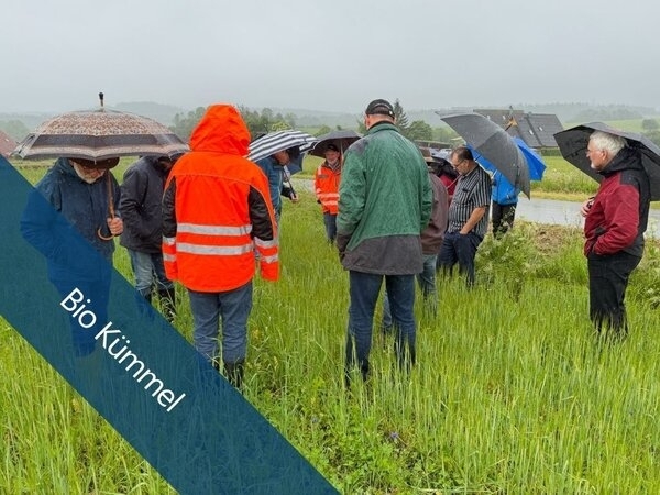 Bild vergr&ouml;&szlig;ern: Am 12. Juni 2026 trafen sich Landwirtinnen und Landwirte in der Gemeinde Königsfeld zu einer Feldbesichtigung mit Erfahrungsaustausch rund um den ökologischen Kümmelanbau. Trotz kühler Temperaturen und regnerischem Wetter nutzten die Teilnehmenden die Gel