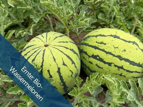 Bild vergr&ouml;&szlig;ern: Bio-Melonenmomente