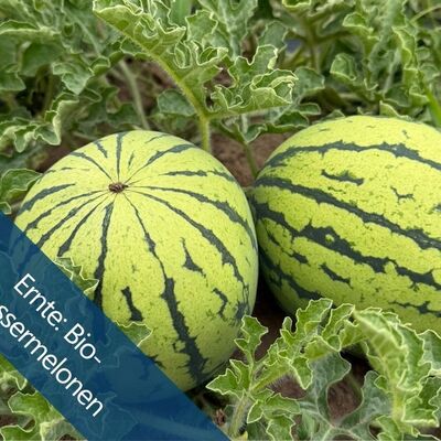 Bio-Melonenmomente