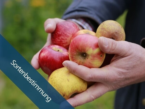 Alte Obstbäume: Sortenschätze gesucht