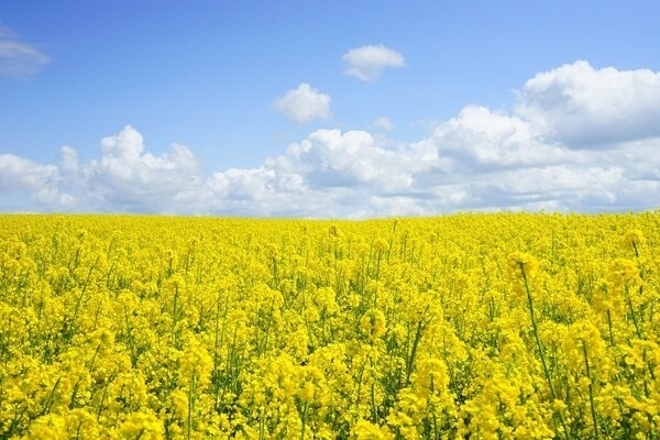 Bild vergr&ouml;&szlig;ern: feld